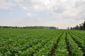 Soybean plot data image