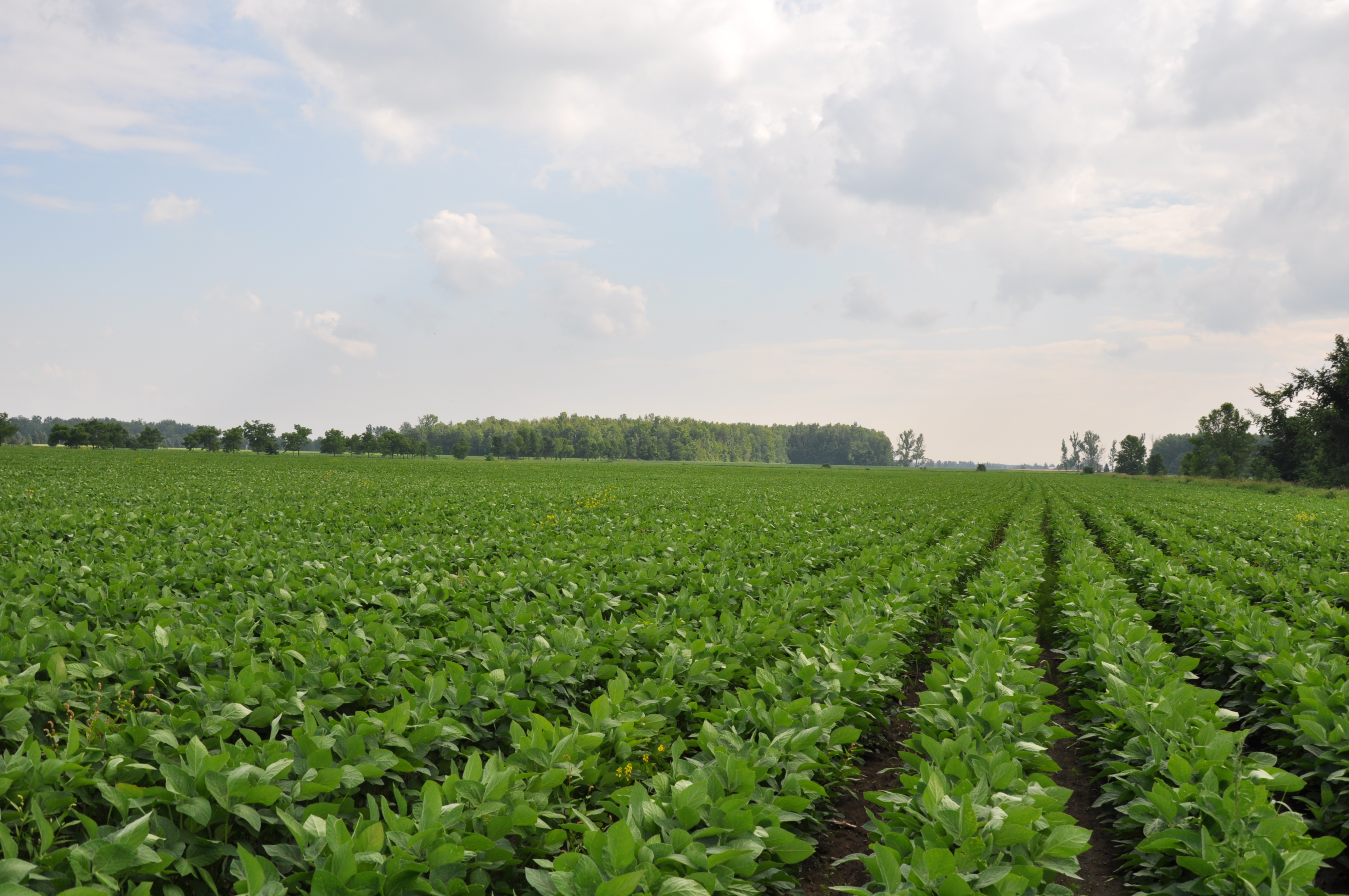 Soybean plot data image